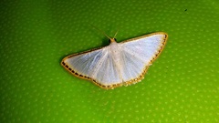 Leuciris