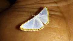 Leuciris