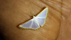 Leuciris