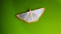 Leuciris