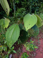 Bellucia mespiloides