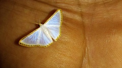 Leuciris