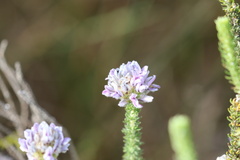Aspalathus cephalotes