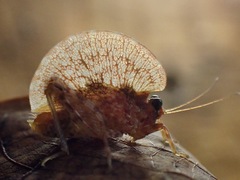 Paraphyllum antennatum