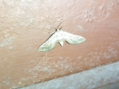 Thyridoidea