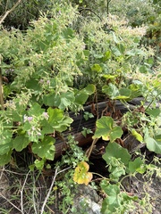 Pelargonium papilionaceum