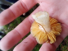 Russula odorata