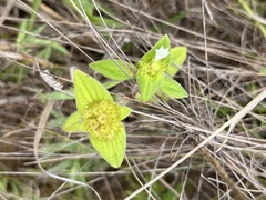 Richardia brasiliensis