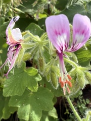 Pelargonium papilionaceum