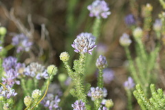 Aspalathus cephalotes