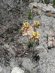 Tritoniopsis parviflora