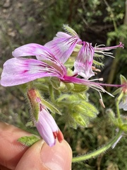 Pelargonium papilionaceum