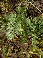 Artemisia tanacetifolia