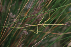 Ctenomorpha marginipennis