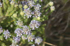 Aspalathus cephalotes