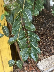 Cryptostegia grandiflora