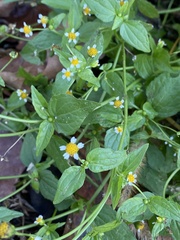 Galinsoga parviflora