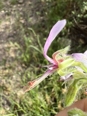 Pelargonium papilionaceum