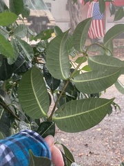 Cryptostegia grandiflora