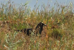 Corvus capensis capensis