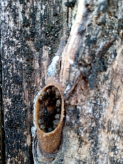 Nannotrigona testaceicornis