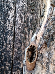 Nannotrigona testaceicornis