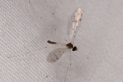 Dicranota maculata