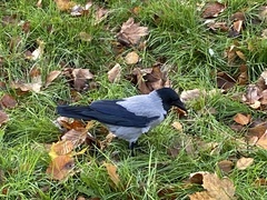 Corvus cornix