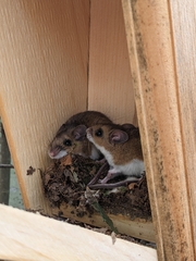 Peromyscus maniculatus