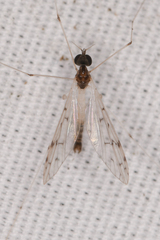 Dicranota maculata
