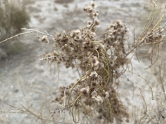 Haloxylon ammodendron