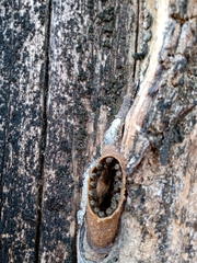 Nannotrigona testaceicornis