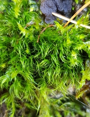 Flexitrichum gracile