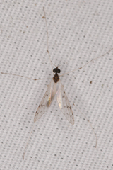 Dicranota maculata