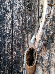 Nannotrigona testaceicornis