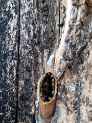 Nannotrigona testaceicornis