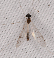 Dicranota maculata