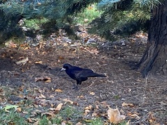 Corvus frugilegus