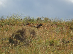 Corvus capensis capensis
