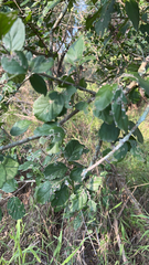 Ehretia anacua