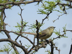 Stigmatura budytoides
