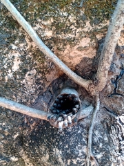 Scaptotrigona postica