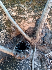 Scaptotrigona postica