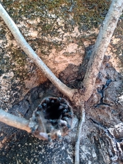 Scaptotrigona postica