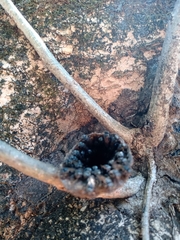 Scaptotrigona postica