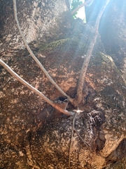 Scaptotrigona postica