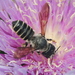 切葉蜂屬 - Photo 由 Even Dankowicz 所上傳的 (c) Even Dankowicz，保留部份權利CC BY