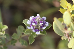 Psoralea fruticans