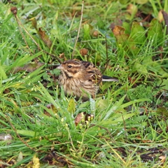 Emberiza schoeniclus