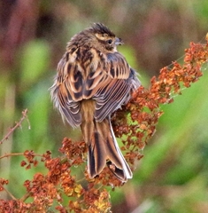 Emberiza schoeniclus
